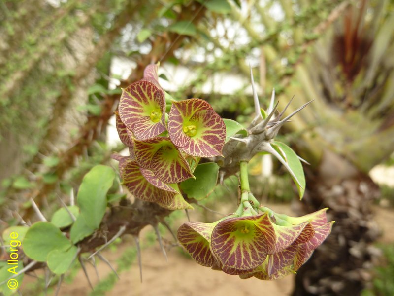 Euphorbiaceae, Euphorbia croizatii